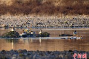 抽签算命歙县完成安徽首个县域生物多样性调查 共记录物种近4千种
